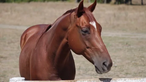 Stallion on the Paddock Stock Footage 59874332