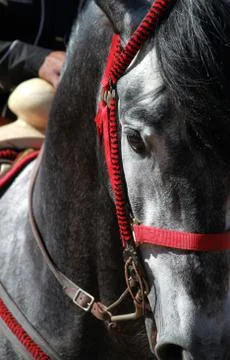 Stallion Stock Photos