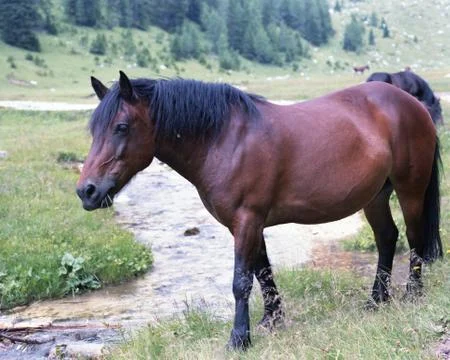 A stallion Stock Photos