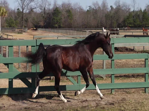 Stallion Prancing and Posing 2 Video stock 24260619