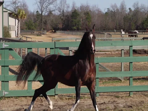 Stallion Prancing and Posing 3 Video stock 24260684