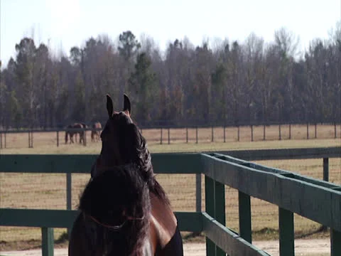 Stallion Prancing and Posing 4 Stock-Footage 24260746