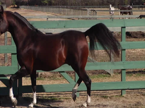 Stallion Prancing and Posing Video stock 24291961