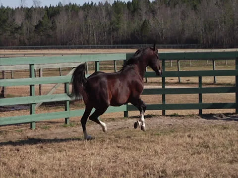 Stallion Prancing in Slow-Motion 2 Stock Footage 24260917