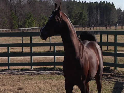 Stallion Prancing in Slow-Motion 4 Stock Footage 24261093
