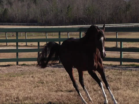 Stallion Prancing in Slow-Motion 5 Video stock 24261145