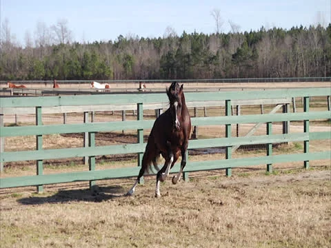 Stallion Prancing in Slow-Motion 6 Stock Footage 24261195