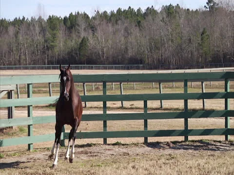 Stallion Prancing in Slow-Motion 7 Video stock 24261244