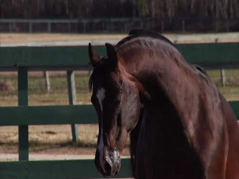 Stallion Prancing in Slow-Motion Stock Footage 24292216