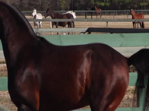 Stallion Rearing in Slow-Motion Stock Footage 24261372