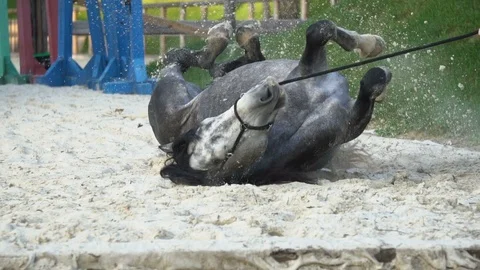 Stallion rolling on a sand, having sand bath Stock Footage 116630922