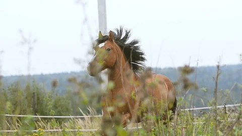Stallion running Stock Footage 90739838