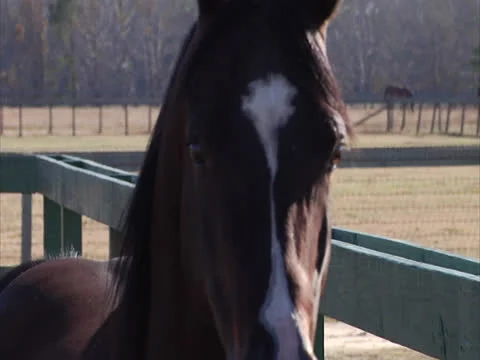 Stallion Spinning in Slow-Motion 2 Video stock 24261431