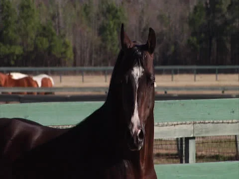 Stallion Spinning in Slow-Motion Stock-Footage 24261482