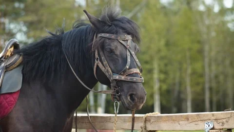 A stallion stands in the paddock Видео 202911909