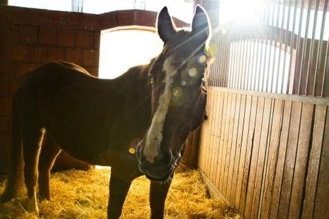Stallion in the sun Stock Photos
