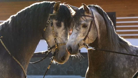 Stallions communicating, slow-motion Stock Footage 110706354