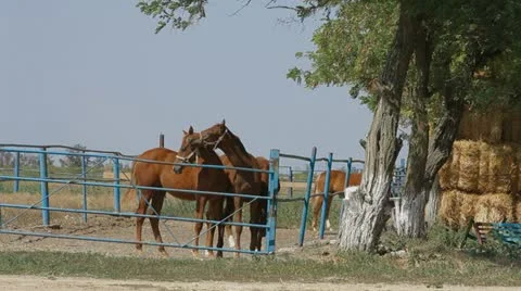Stallions In Paddock. Full frame. 스톡 동영상 22289109