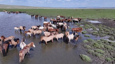 Stallions of the Steppes Stock Footage 335357947