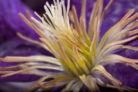 Stamen macro Stock Photos