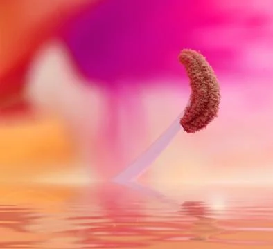 Stamen Stock Photos