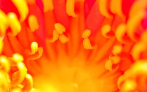 Stamen Stock Photos