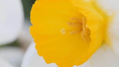 Stamen, pollen of a daffodil flower, macro Stock Footage 89562093