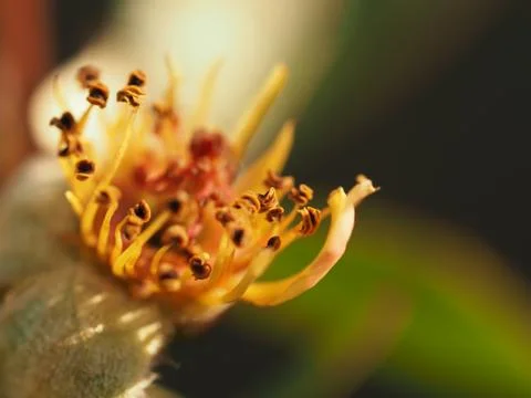 Stamens inside the flower close-up. Stock Photos
