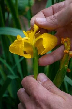 Stamens of iris pseudacorus 스톡 사진