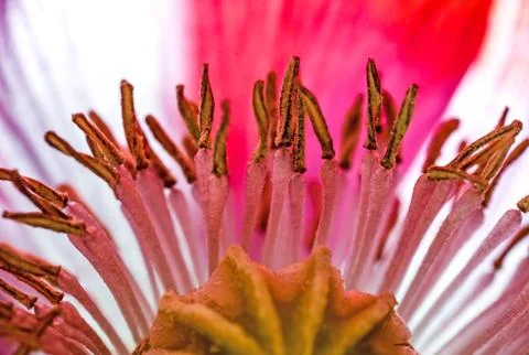 Stamens Stock Photos