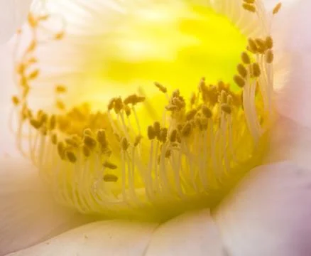 Stamens Stock Photos