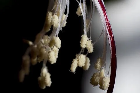Stamens Stock Photos