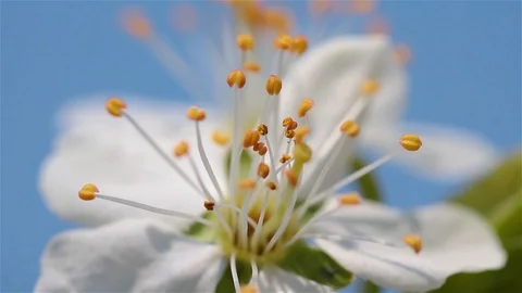Stamens of plum tree flower blossoming. Stock Footage 106919165