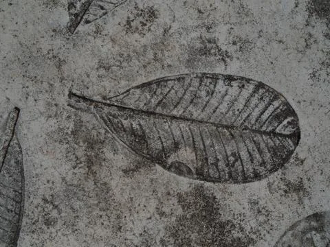 Stamp leaf Stock Photos
