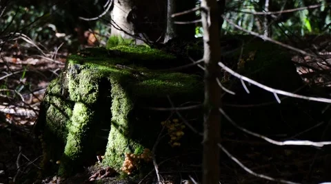 Stamp with a lot of moss in the forest 스톡 동영상 42998763