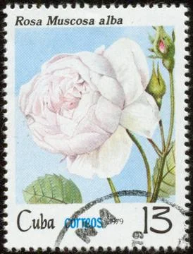 Stamp, macro Stock Photos