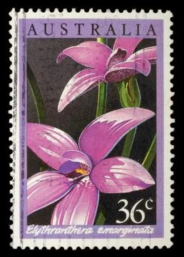Stamp printed in Australia shows Elythranthera emarginata Stock Photos
