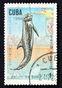 Stamp printed in Cuba from Whales and Dolphins issue shows Spotted dolphin Stock Photos