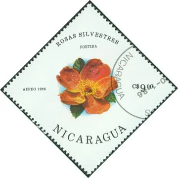 Stamp printed in Nicaragua showing rosas silvestres Stock Photos
