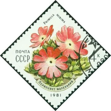 Stamp printed by the Soviet Union Post shows a least primrose Stock Photos