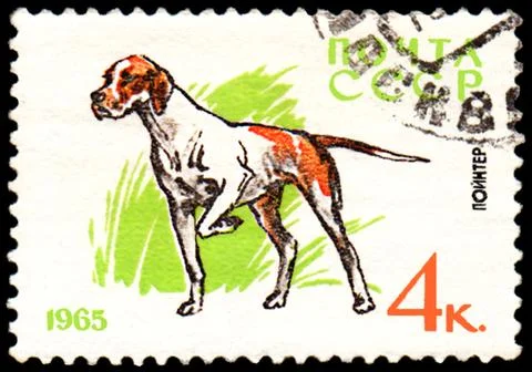 Stamp, printed in USSR, shows a Pointer dog, series Hunting and Service Dogs Foto stock