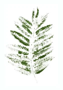 Stamp of rowan Leaf Stock Illustration