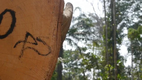 Stamped large wood log Stock Footage 80556190