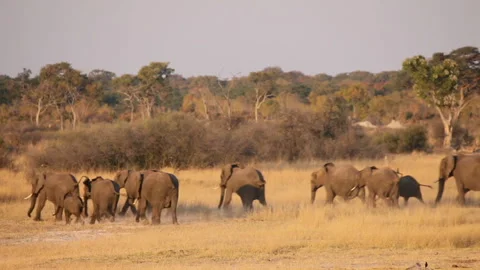 Stampede of African Elephants Stock Footage 332494247