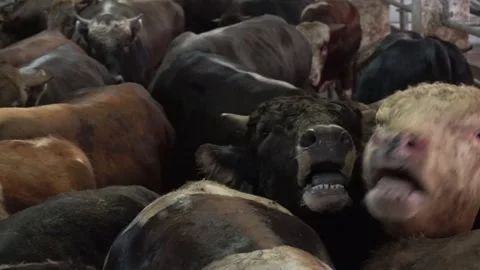Stampede Of Cows Stock Footage 168233335