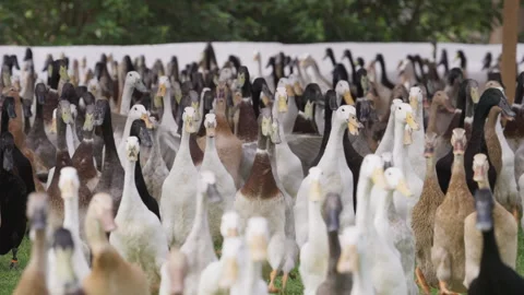 A Stampede of a Flock of Indian Runner Ducks at a Stellenbosch Estate. Stock Footage 308464183