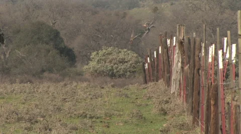Stampeding Horses Stock Footage 47600654