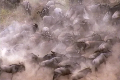 Stampeding wildebeests create a dust cloud in Kenya, Africa. Stock Footage 552003