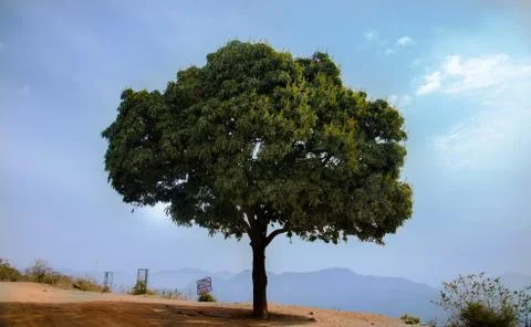 Stand Alone tree on a Mountain Foto stock