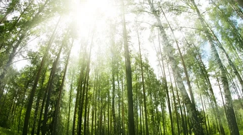 Stand of Birch and Pine Trees from Low Angle Stock-Footage 47856174